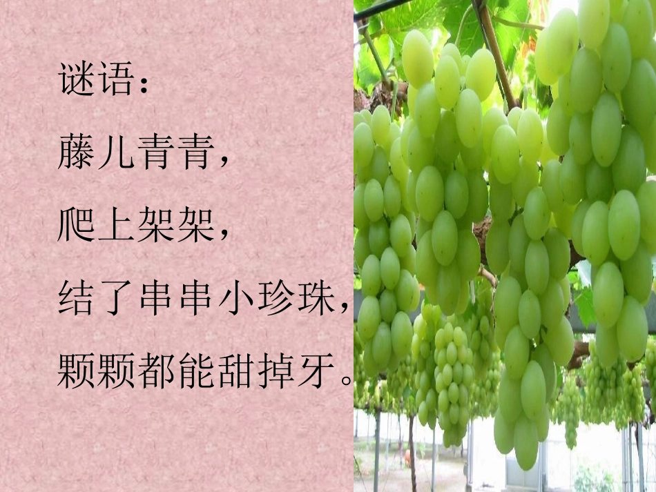 人教版小学二年级语文下册葡萄沟课件_第1页