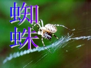 第三板块蜘蛛
