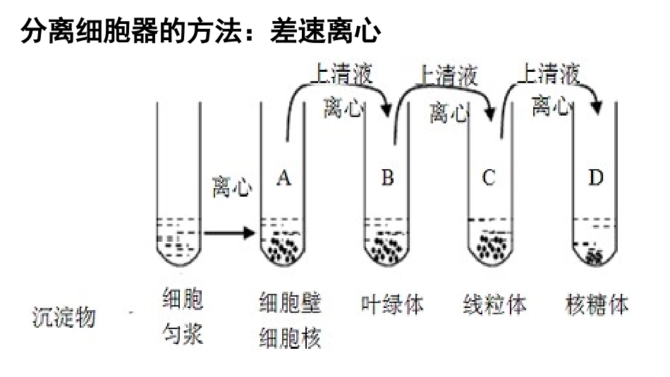 细胞器123_第3页