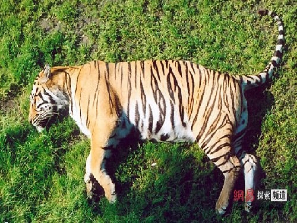 归类动物睡觉_第3页