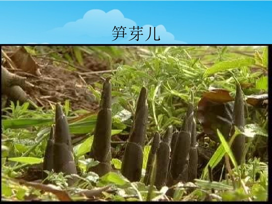 笋芽儿课件 (2)_第2页