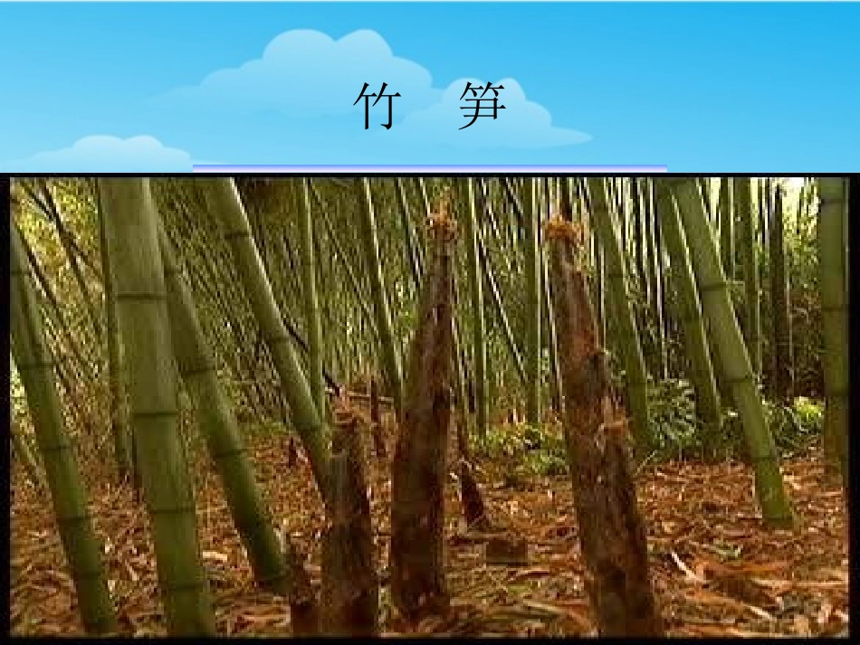 笋芽儿课件 (2)_第3页