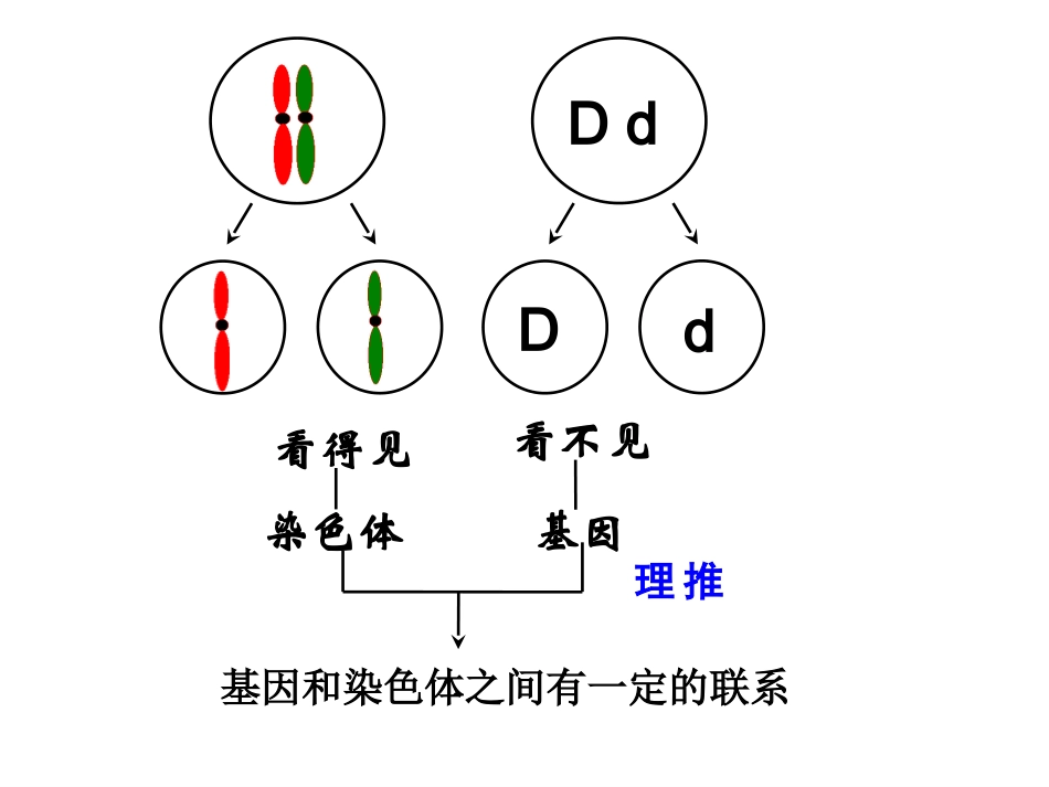 第2节基因在染色体上２１_第3页