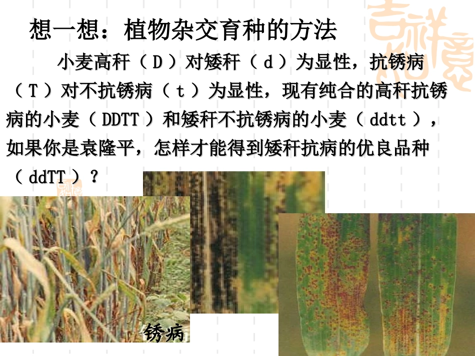 杂交育种和诱变育种2_第3页