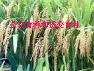 杂交育种和诱变育种2