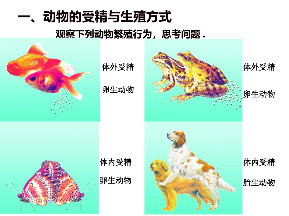 _动物的生殖与发育666666_第2页