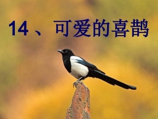 28可爱的喜鹊
