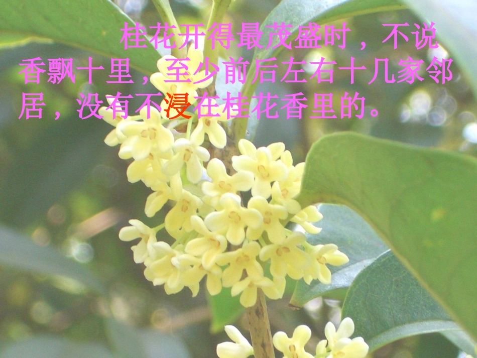 五年级上册第7课桂花雨课件(2)_第3页