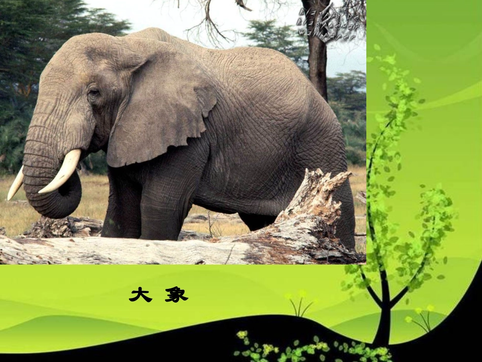 《大象保姆》课件(语文S版三年级下册课件)_第2页