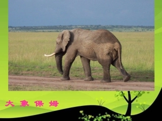 《大象保姆》课件(语文S版三年级下册课件)