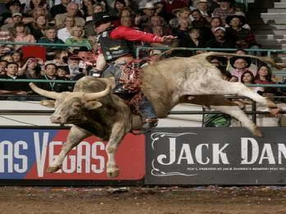 《骑牛比赛》_第3页