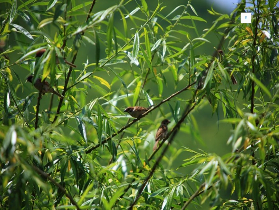 五年级语文下册_隔窗看雀课件_鄂教版_第2页