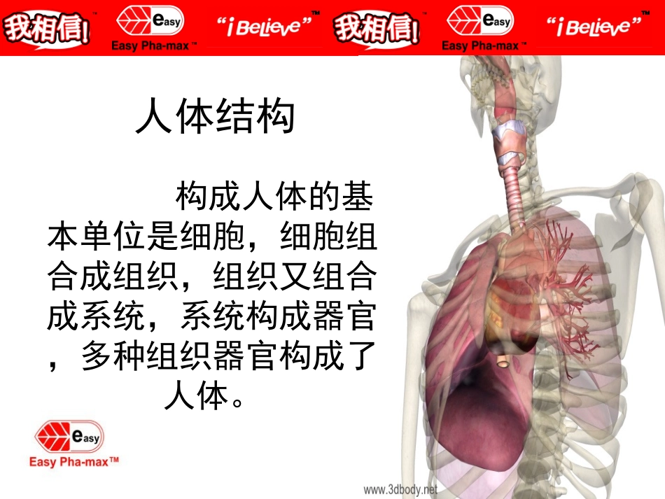 人体八大系统_第2页