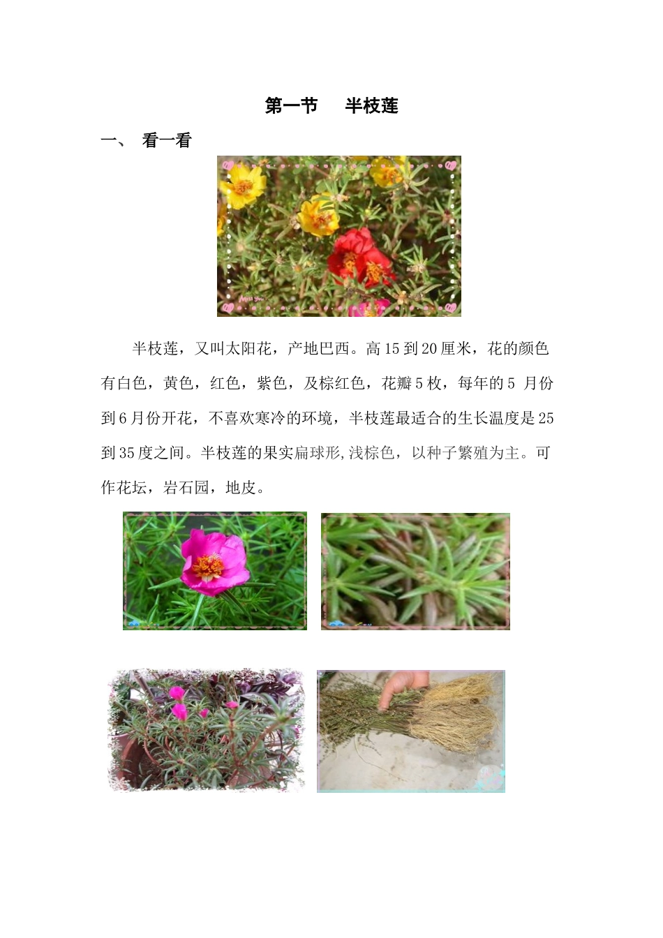 第一节半枝莲_第1页