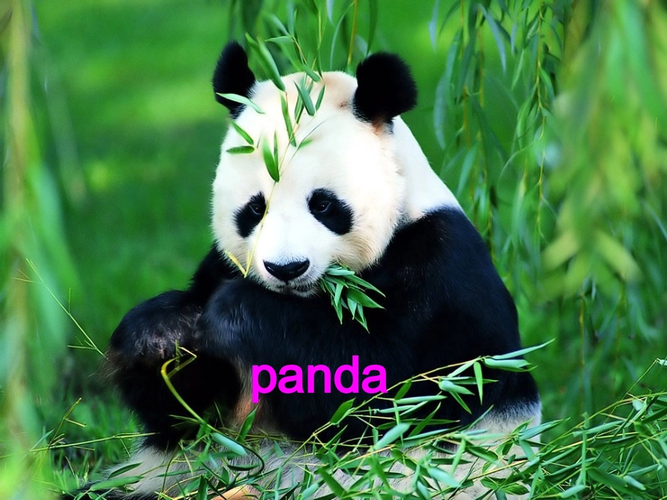 三年级下atthezoo_第2页