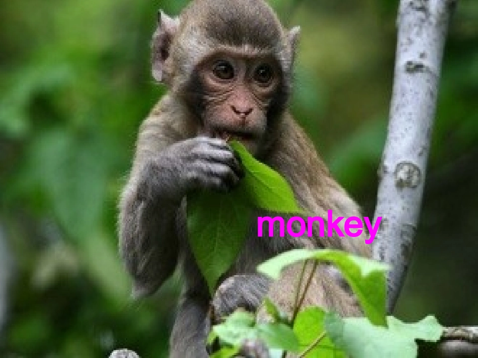 三年级下atthezoo_第3页