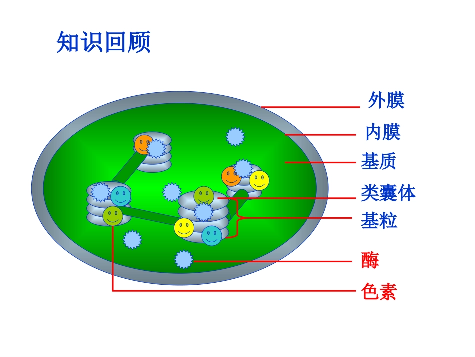 光合作用复习1_第2页