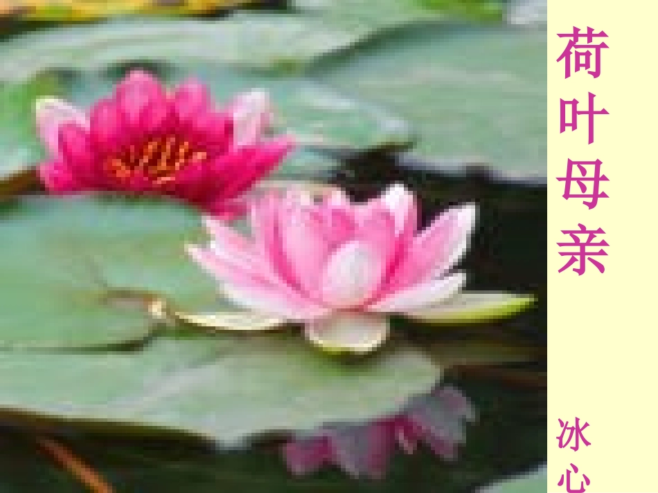 《荷叶母亲》_第1页