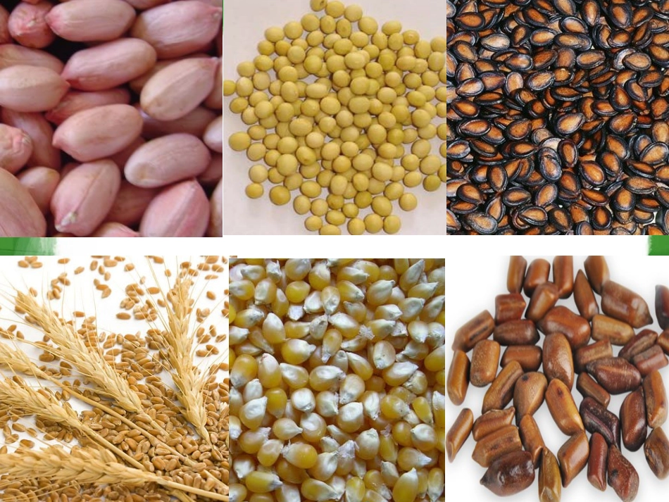 种子植物[1] (2)_第3页