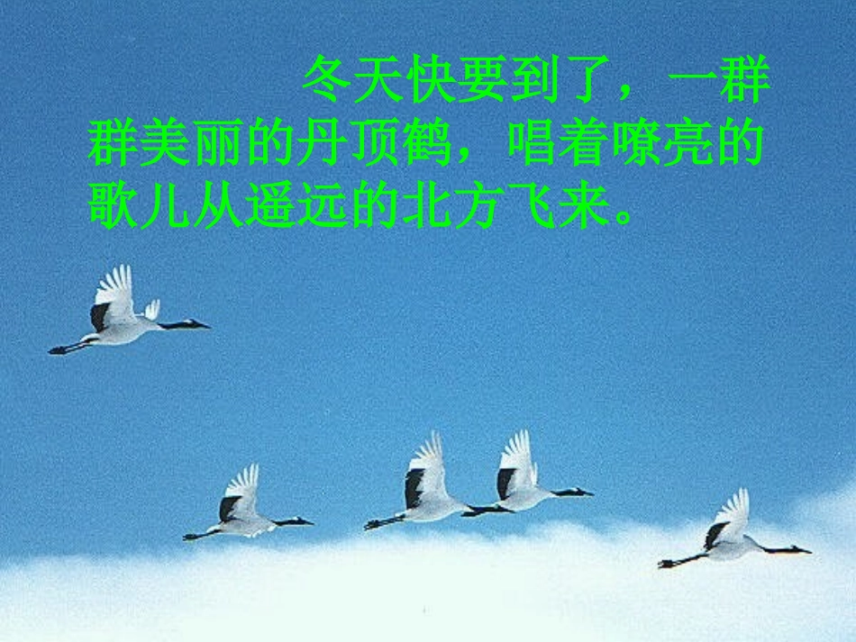 美丽的丹顶鹤课件_第3页