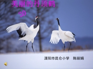 美丽的丹顶鹤课件