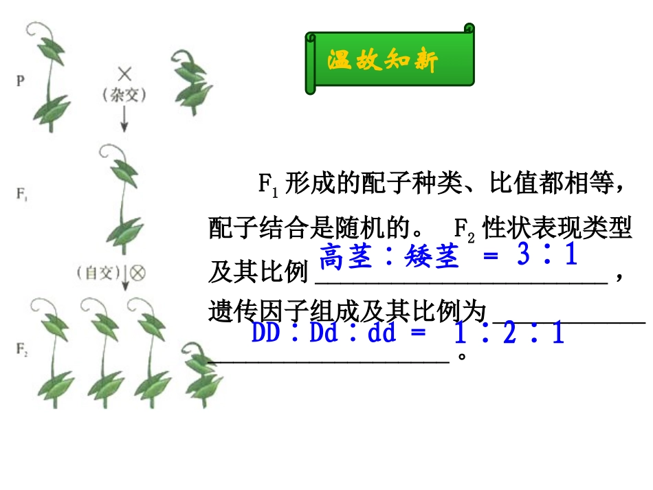 孟德尔的豌豆杂交实验（二） (2)_第2页