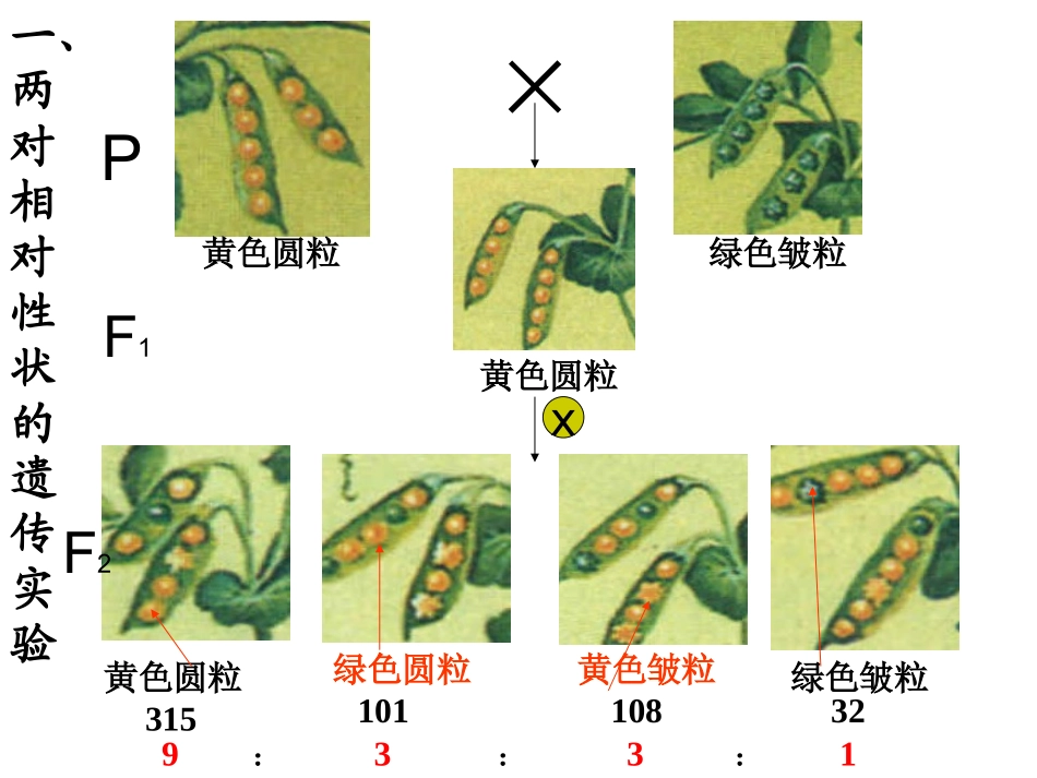 孟德尔的豌豆杂交实验（二） (2)_第3页