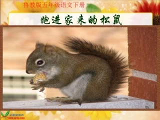 [五年级语文]鲁教版语文五年级下册《跑进家来的松鼠》课件[1]