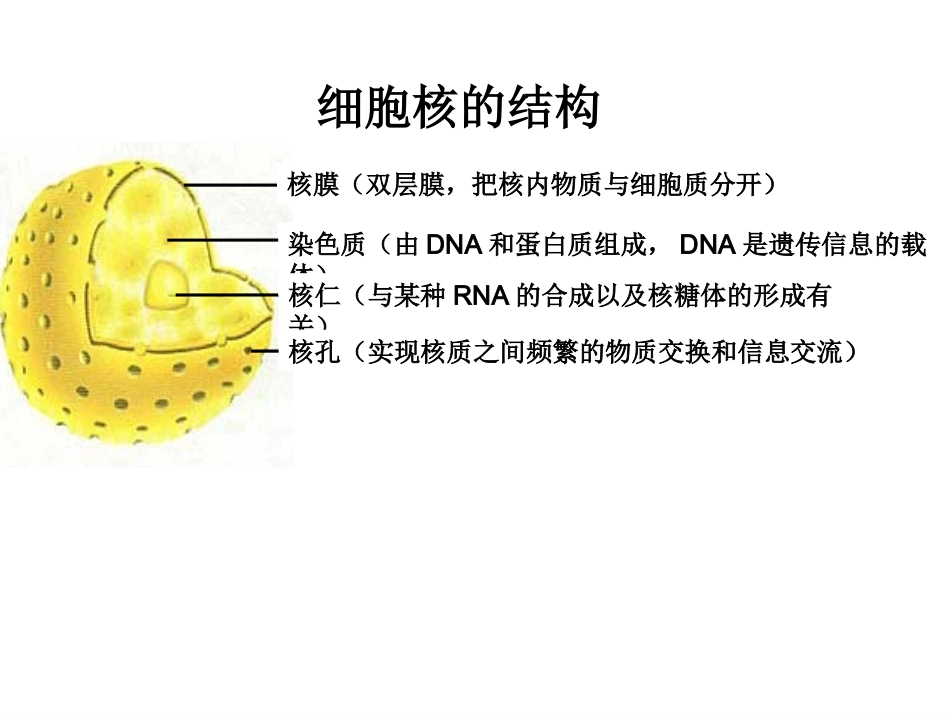 细胞核的课件_第2页