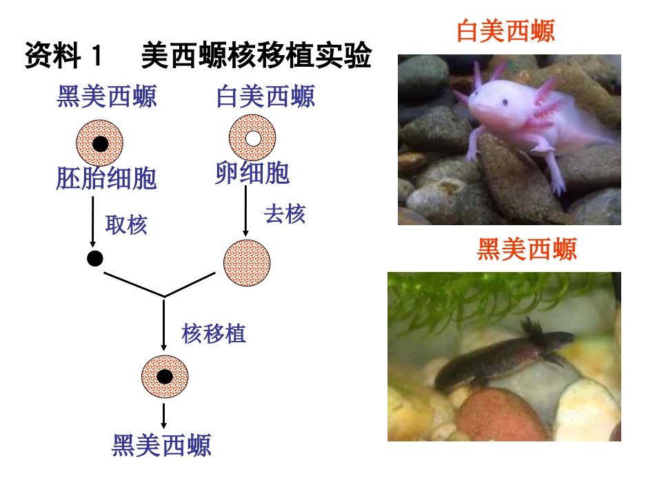 细胞核的课件_第3页