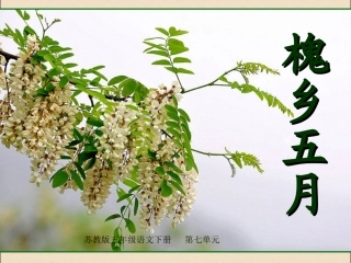 槐乡五月课件