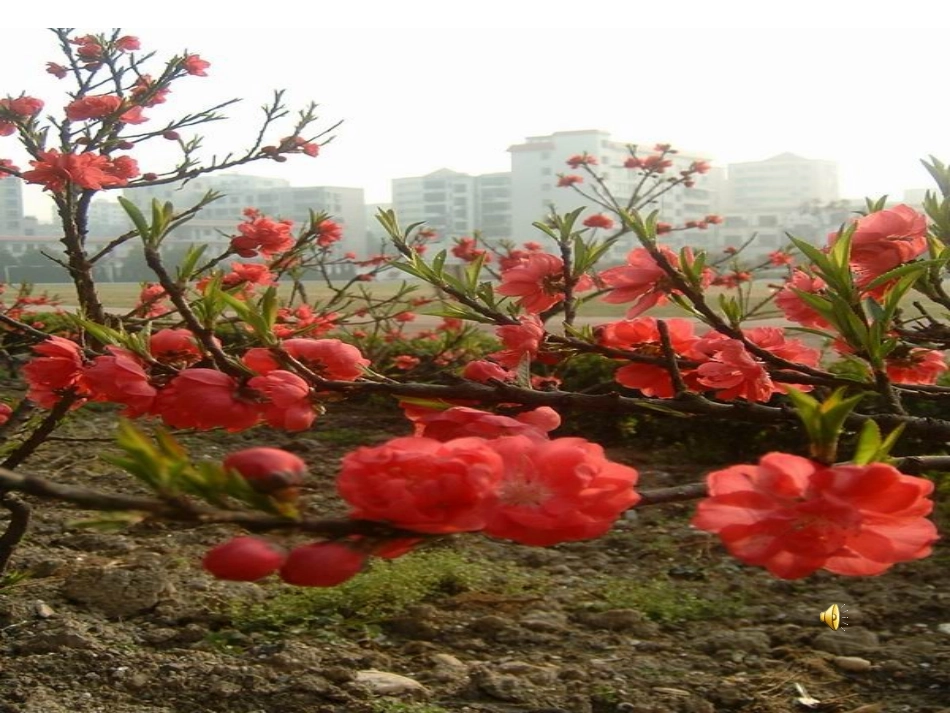 童心是小鸟 (3)_第3页