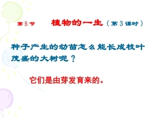 植物的一生(第3课时)