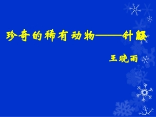《珍奇的稀有动物——针鼹》课件