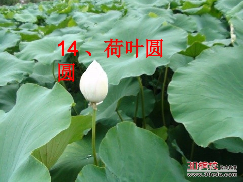 人教版小学语文一年级下册《荷叶圆圆》课件(1)_第1页