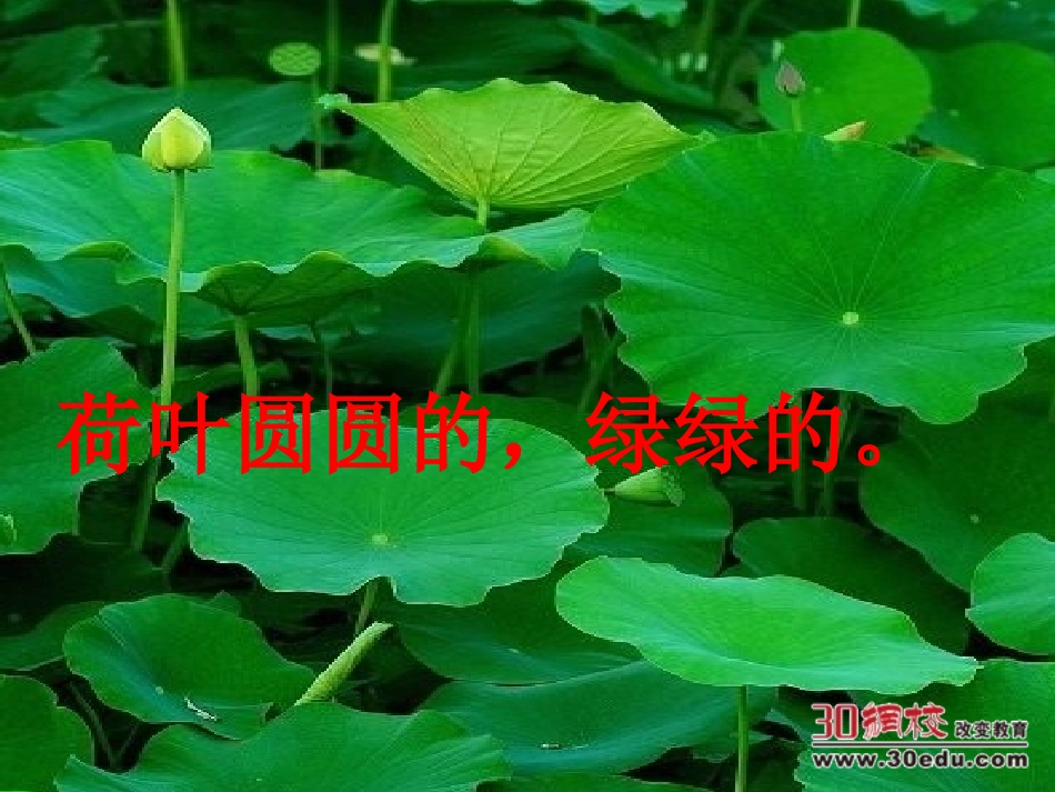 人教版小学语文一年级下册《荷叶圆圆》课件(1)_第3页