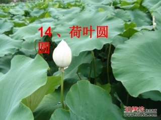 人教版小学语文一年级下册《荷叶圆圆》课件(1)