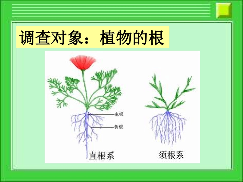 21在实验室里观察植物_第3页
