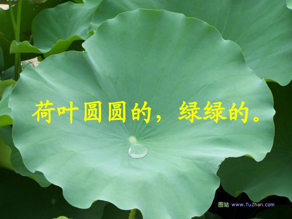 荷叶圆圆_12359_第2页