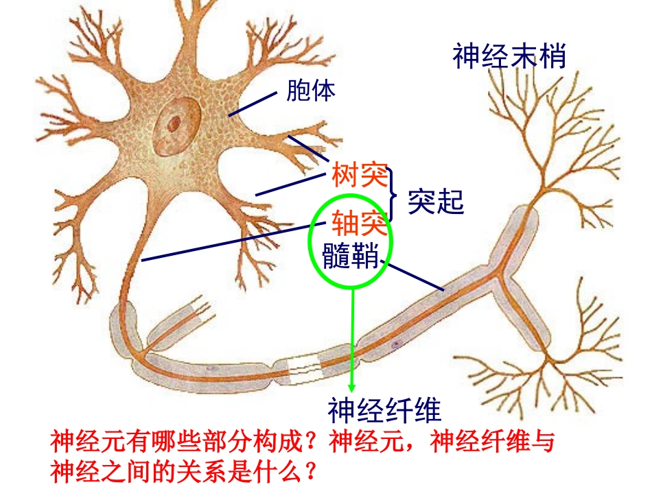 21通过神经系统的调节1_第3页