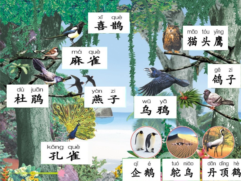 鸟的乐园第一课时_第3页