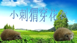 小刺猬穿花衣