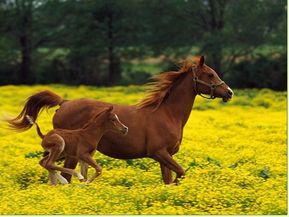 教科版小学科学六年级上册《种类繁多的动物》课件_第3页
