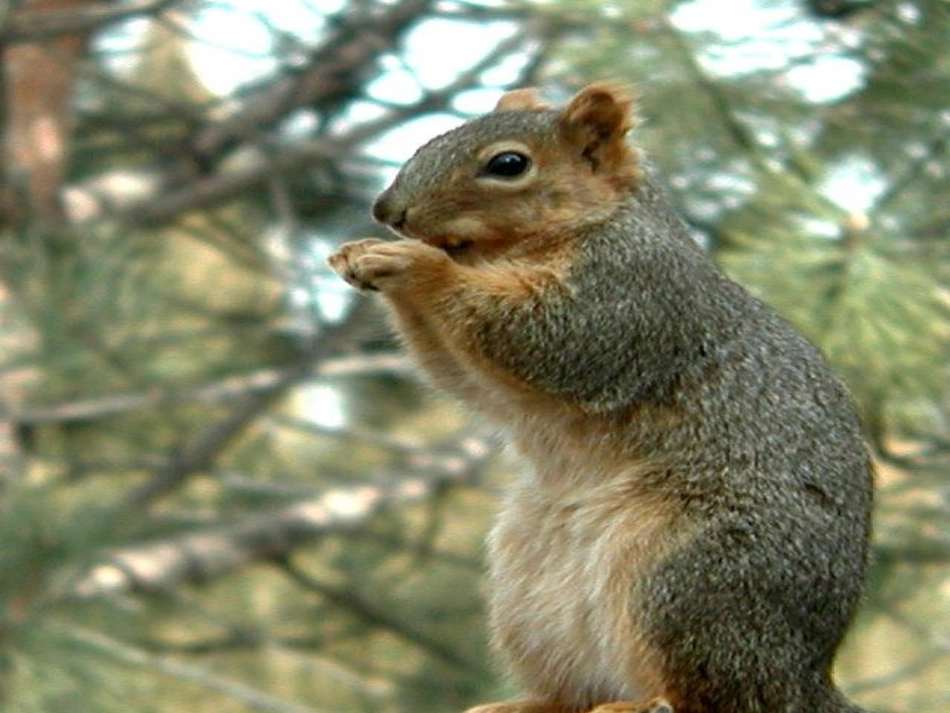 松鼠课件 (2)_第3页