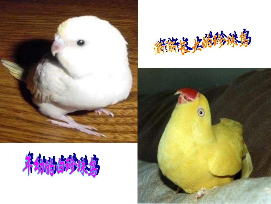 珍珠鸟3 (2)_第3页