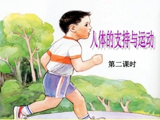 人体的支持与运动