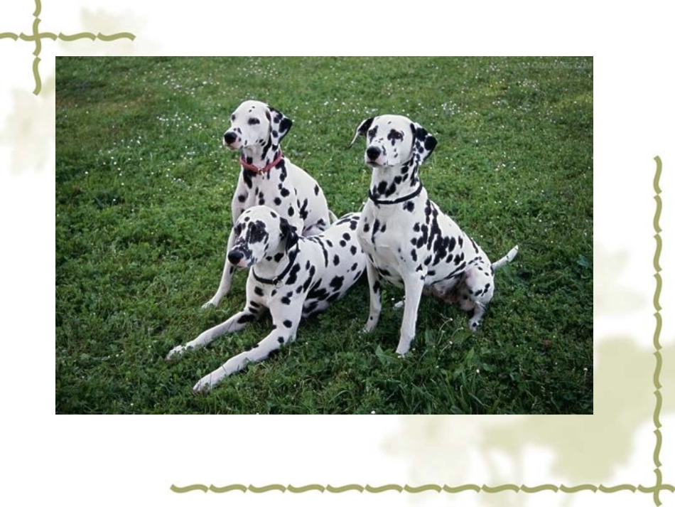 动物的花衣裳_第2页