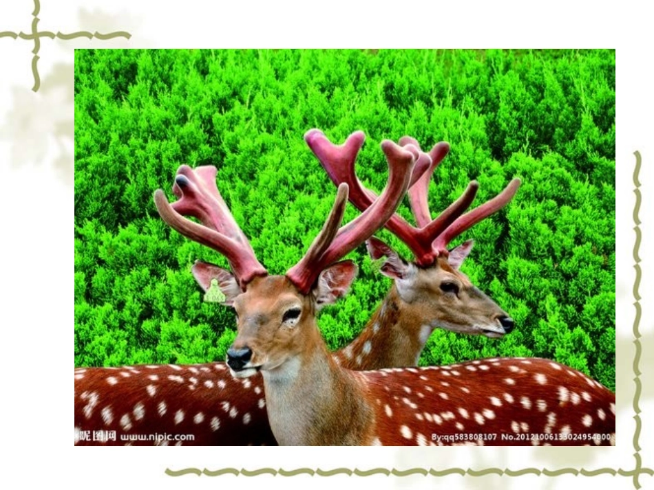 动物的花衣裳_第3页