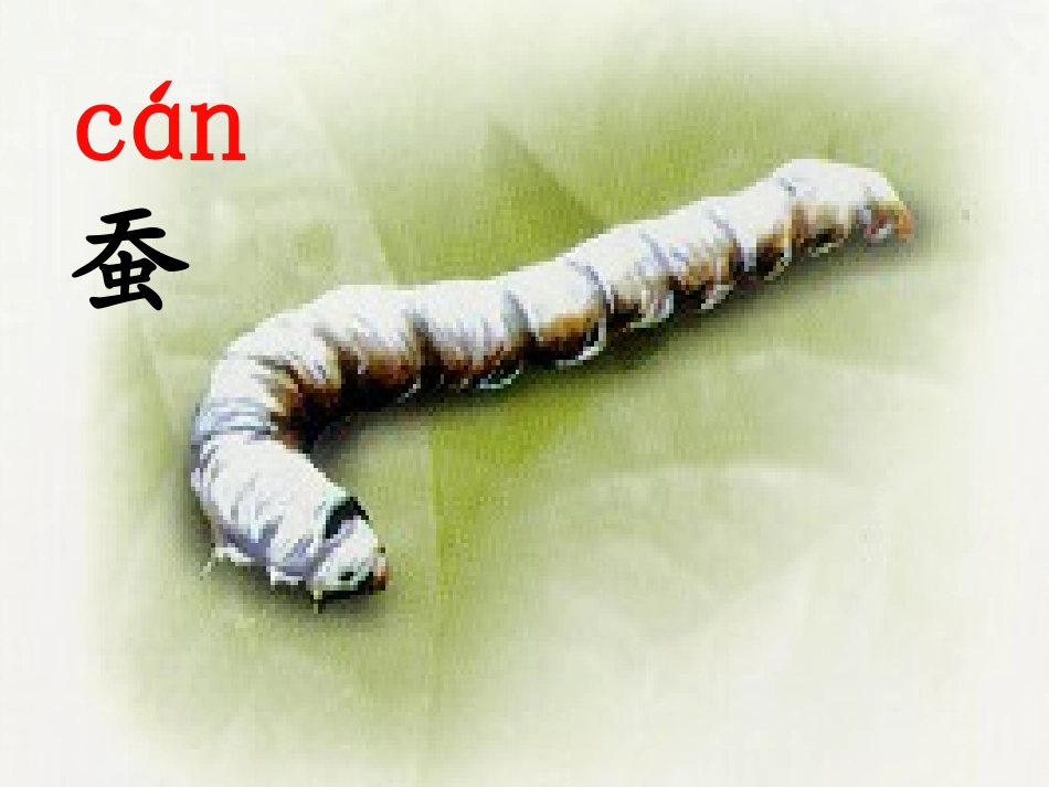 2《蚕姑娘》_第3页