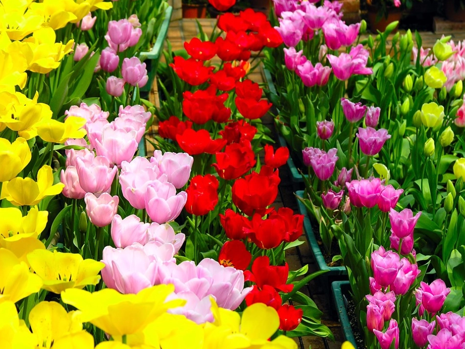 牧场之国 (2)_第2页